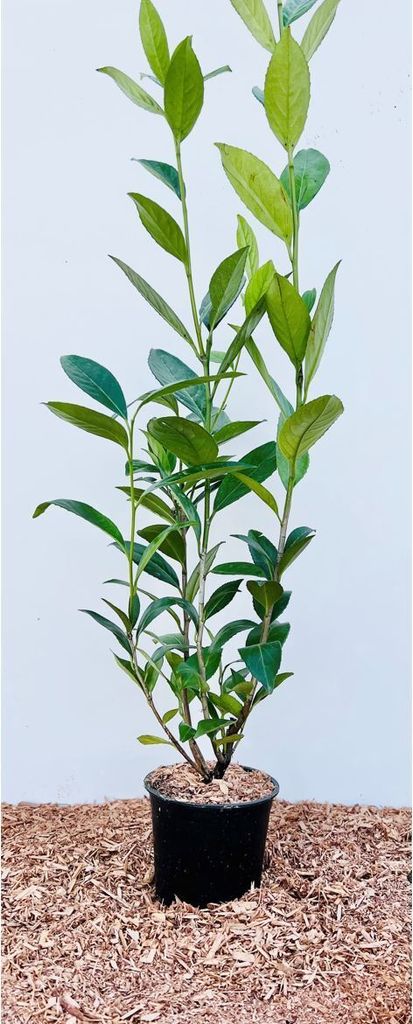Prunus laurocerasus 'Caucasica', Kirschlorbeer, immergrün, 60–100 cm