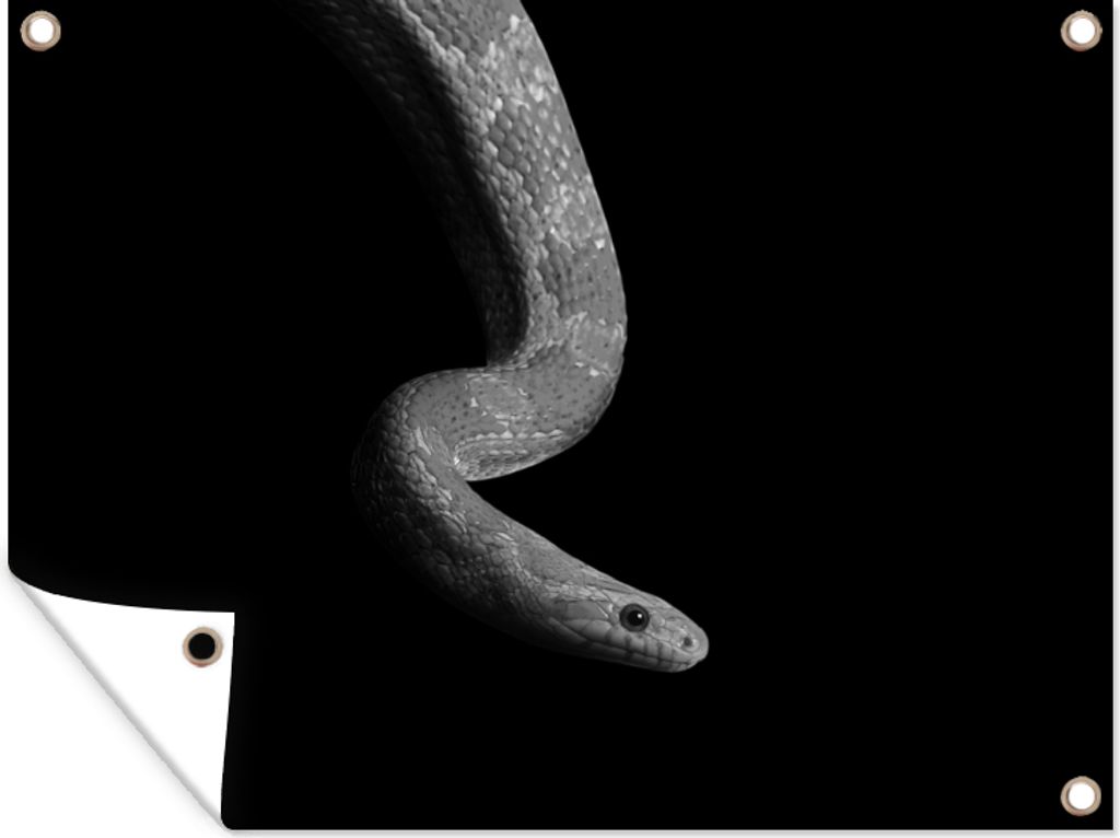 MuchoWow 80x60 cm Outdoor-Poster Gartendeko Sichtschutz Garten Poster für den Garten Tiere - Schlange - Schwarz - Weiß - Porträt