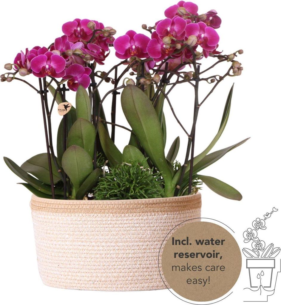 Lila Pflanzenset mit 3 Orchideen Morelia 3 Rhipsalis Baumwollkorb mit Wassertank