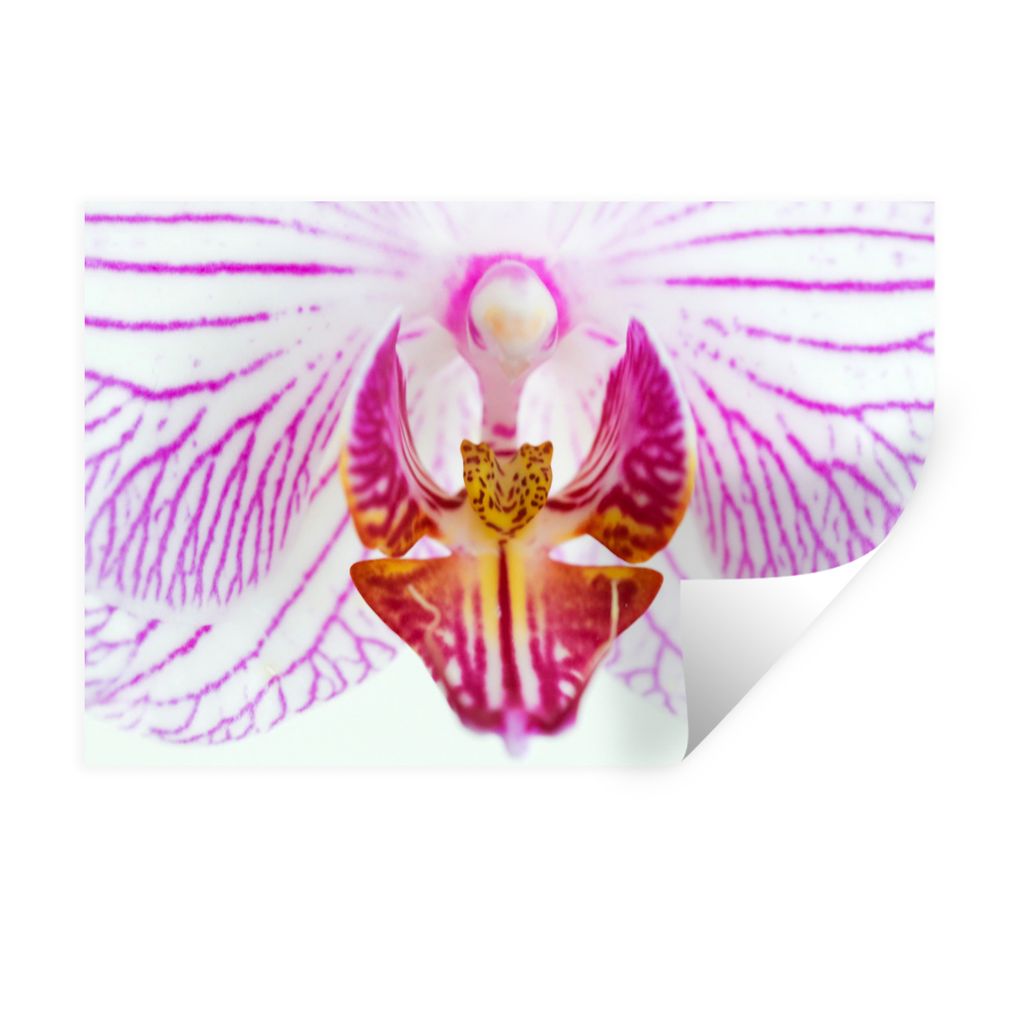 MuchoWow Wandtattoo Wandsticker Wandaufkleber Orchidee Detail 90x60 cm Selbstklebend und Repositionierbar - Aufkleber