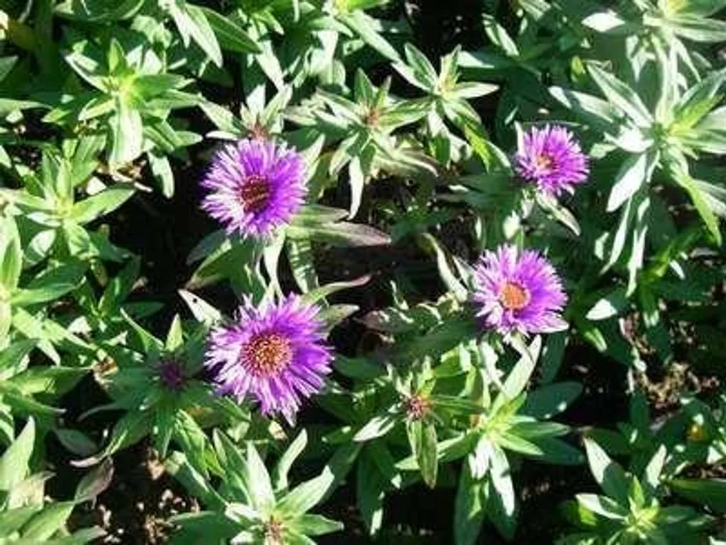 Aster d'Automne Purple Dome pour Massifs et Bordures - 6 Plants