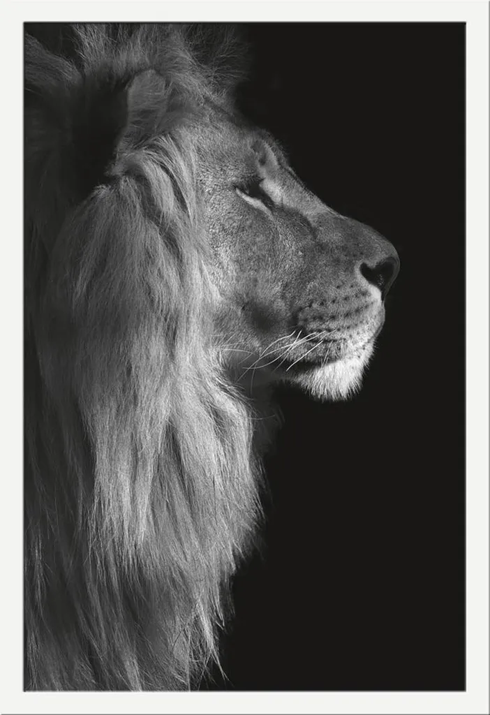 Poster Lion Wildlife avec cadre Shinsuke Maxi MDF blanc vitre acrylique