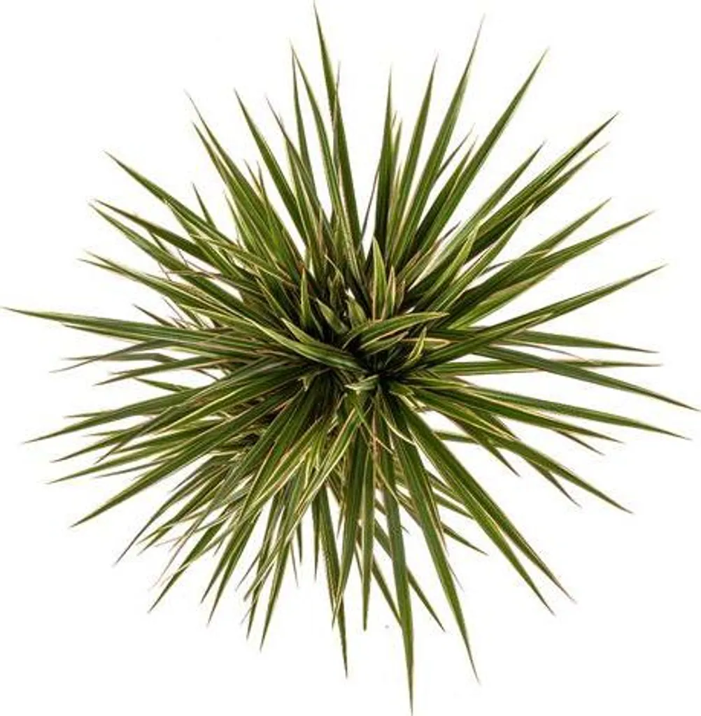 Dracaena Marginata Bicolor Facile d'Entretien - Plante Verte Ø17cm 60cm