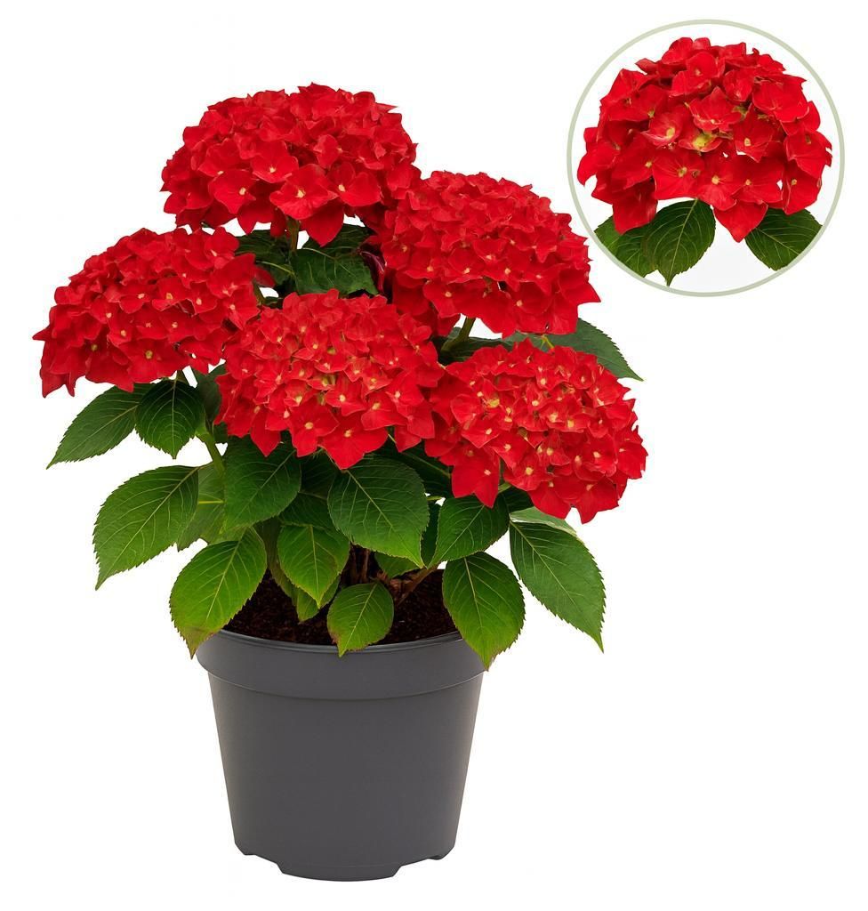 Cuore esotico - Hortensia - Hydrangea Forever & Ever - Immagine del prodotto 