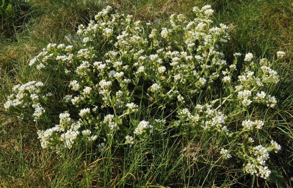 Löffelkraut (Skorbutkraut) Kräutersamen 50 Stück Produktbild 