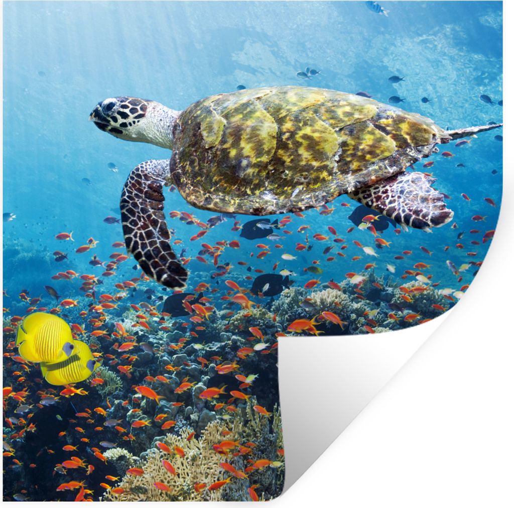 MuchoWow Wandtattoo Wandsticker Wandaufkleber Schildkröte am Korallenriff 30x30 cm Selbstklebend und Repositionierbar - Repositionierbar - Wasse...