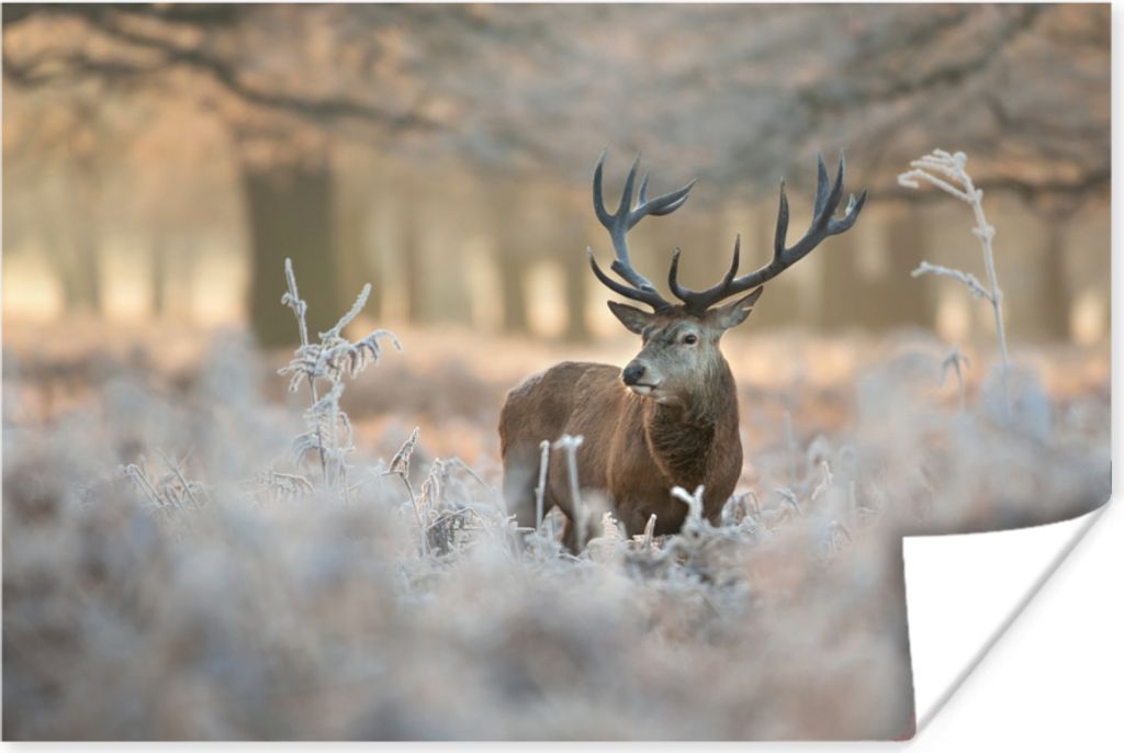 MuchoWow Poster Hirsche - Tiere - Winter 60x40 cm - Schlafzimmerdekoration