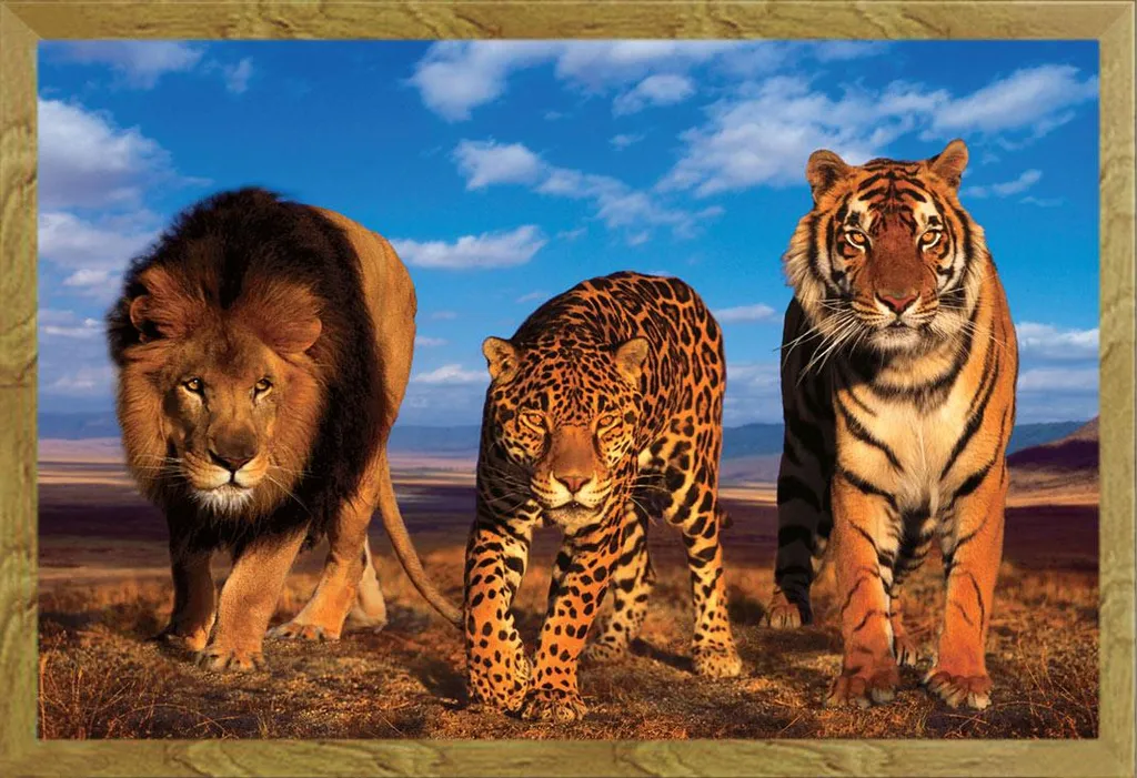 Set Poster + Cornice 61x91,5 cm Gatti da Preda Shinsuke Rovere MDF