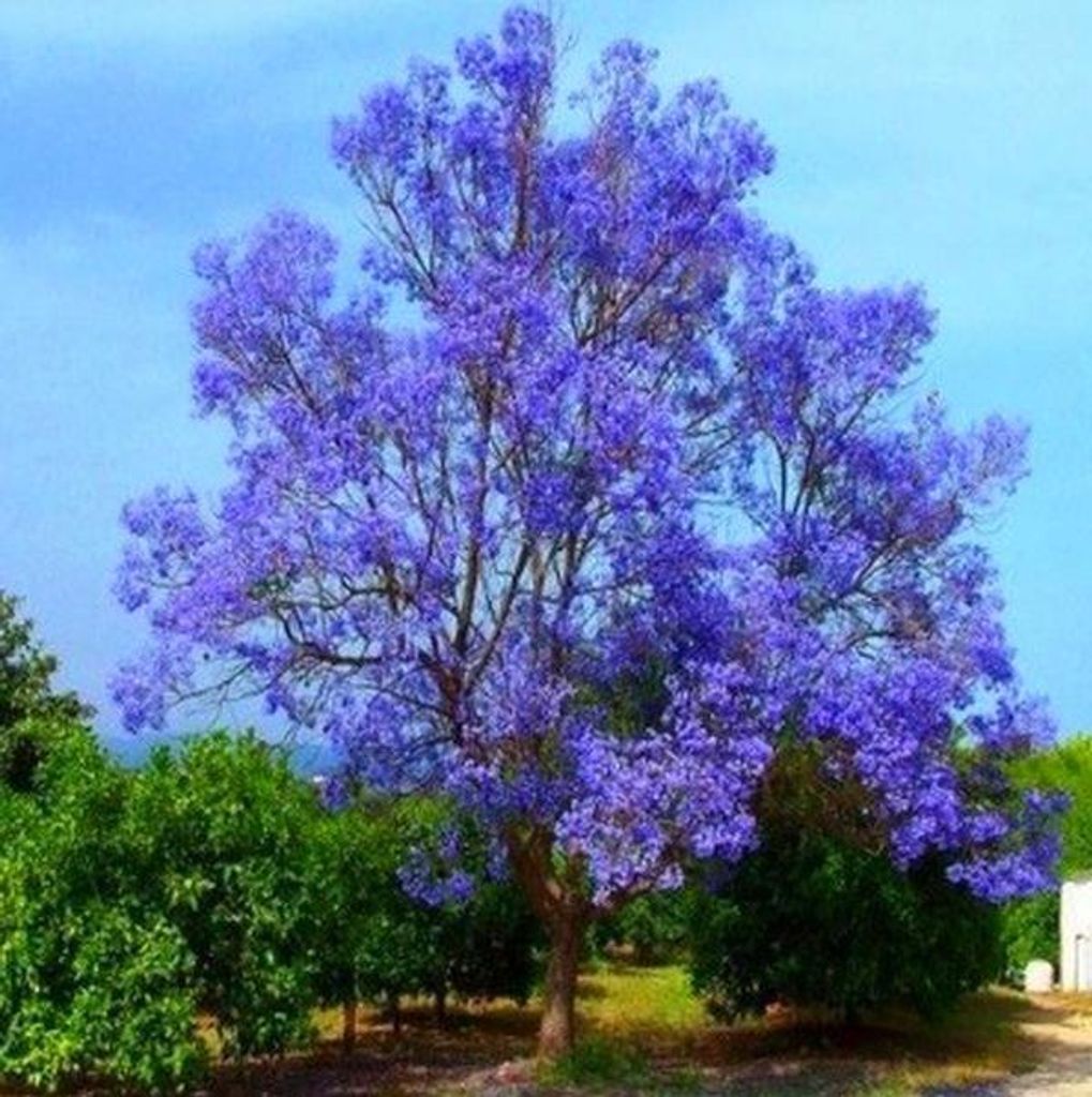 Paulownia modrokvětá Tomentosa strom mrazuvzdorný velký Obrázek produktu 