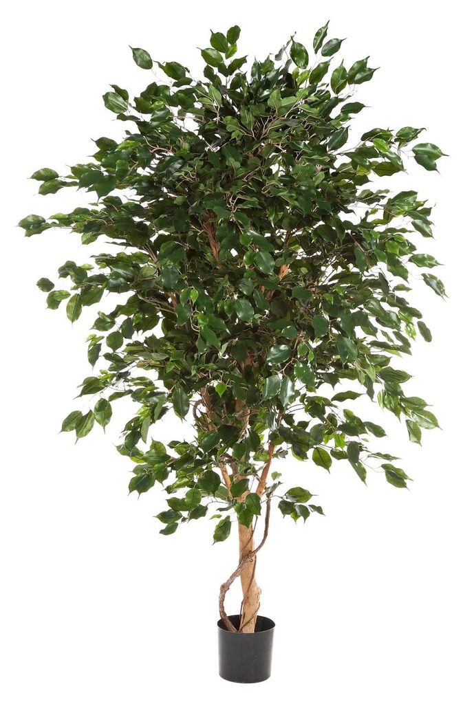 aplanta Künstlicher Ficus - Kim | 210 cm, für drinnen, Kunstbaum, wie echt, Allergiker geeignet, pflanzliche Dekoration Praxis, Office & Wohnzimmer