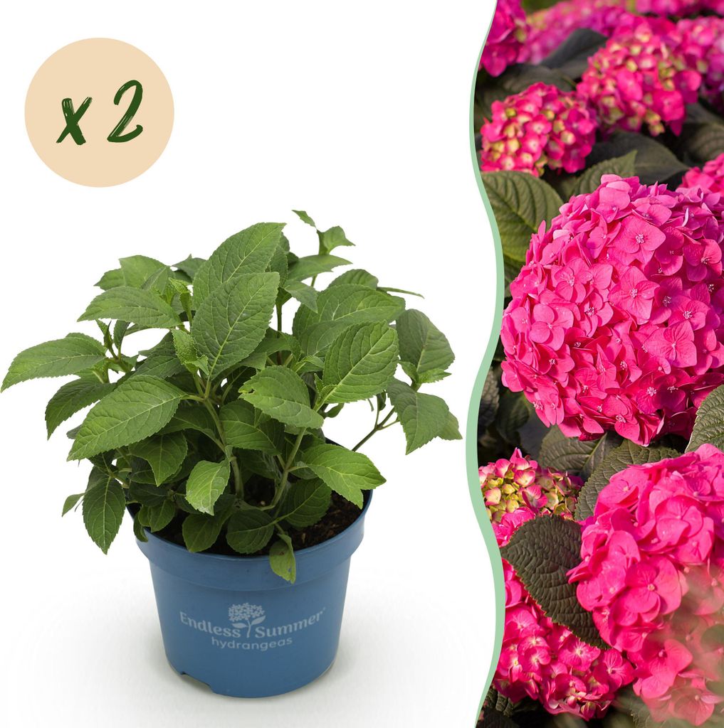 Green boutiQ - Gartenpflanze - Hydrangea Endles Summer Summer Love Red - Hortensie - Winterhart - Rot - 2 Pflanzen - Topf 14cm - Höhe 20-25cm