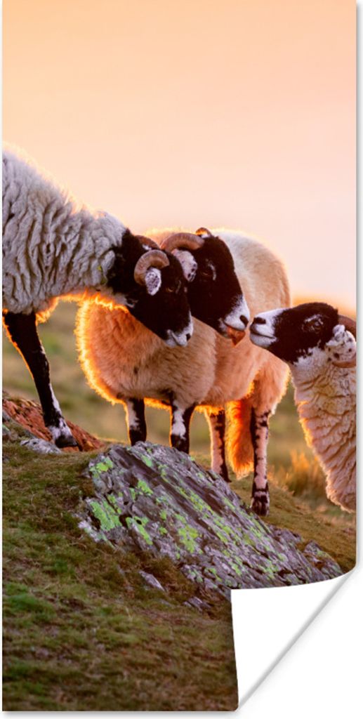 MuchoWow Poster Schafe - Tiere - Sonnenuntergang 60x120 cm - Wandschmuck