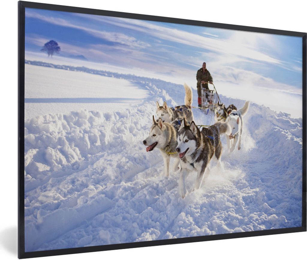 MuchoWow Gerahmtes Poster Huskys für Hundeschlitten 90x60 cm - Poster mit Schwarzem Bilderrahmen Wandposter Rahmen Foto Bilder - Fotorahmen - Fo...