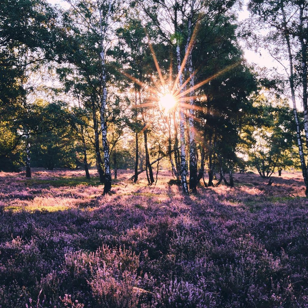 Wallario Möbeldesign / Aufkleber, geeignet für Ikea Lack Tisch - Heide im Morgenlicht in 55 x 55 cm
