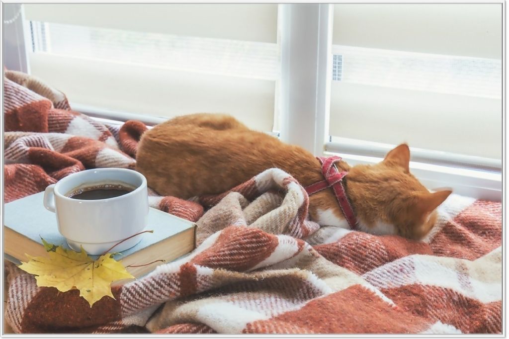 Wallario Wandbild Schlafende Katze beim Kaffeekränzchen, Größe: 61 x 91,50 cm, Poster mit weißem Aluminiumrahmen