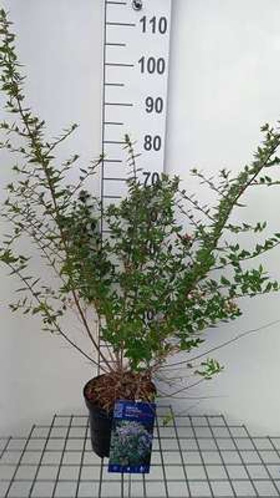 Abelia chinensis 'Autumn Festival' - Abelie 'Autumn Festival' 25- 30 cm Container
