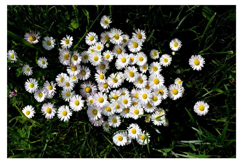 Samen Gänseblümchen Bellis perennis Tausendschön Bienenweide Garten Blumen
