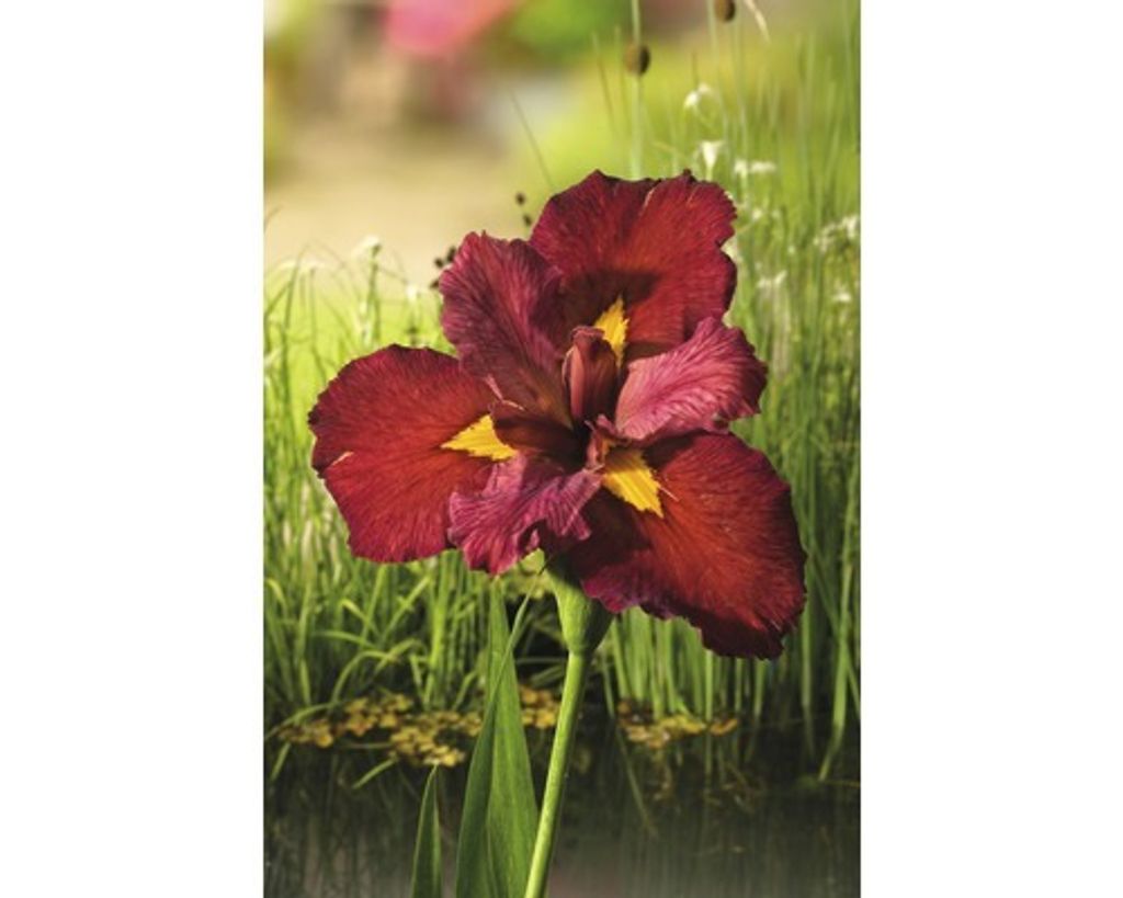 Kosatec Kaempferův červený FloraSelf Iris kaempferi 'Ann Obrázek produktu 