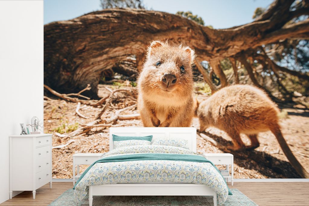MuchoWow Fototapete für Wohnzimmer oder Schlafzimmer Wandtapete Vinyl Motivtapete Quokkas in Australien - 420x280 cm - Zimmer für Kinder