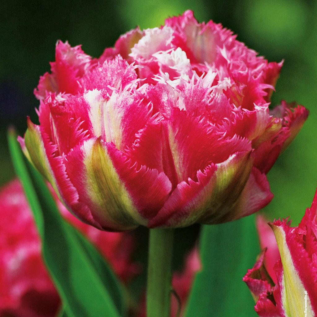 Tulipan Strzępiasty Crispion Sweet 5 szt. Tulipany Cebulki Zdjęcie produktu 