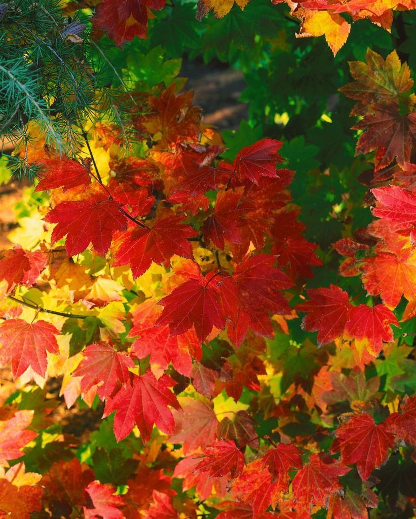 Acer circinatum, klon okrągłolistny, 80-100 cm Zdjęcie produktu 
