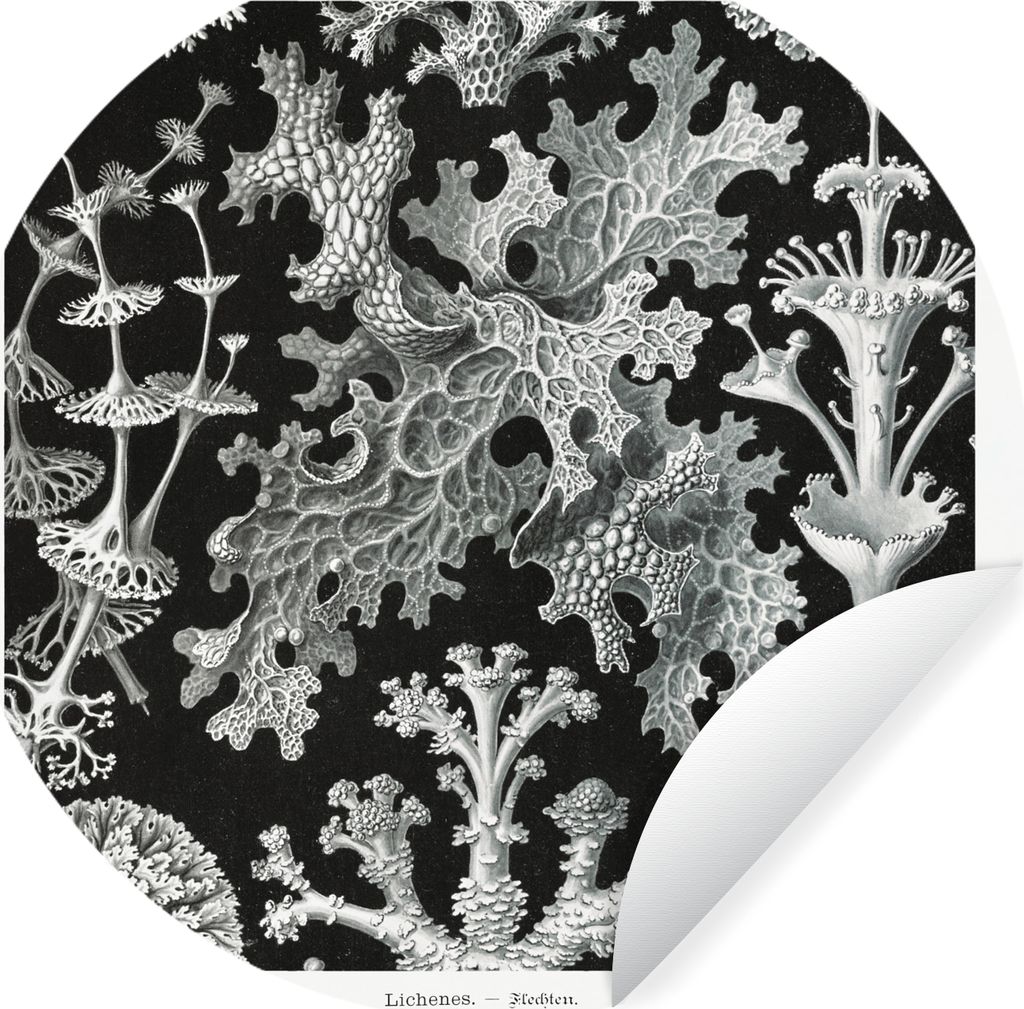 MuchoWow Runde Wandtattoo - Wandsticker Tapete Aufkleber Kunst - Koralle - Ernst Haeckel - Alte Meister - Natur Ø 80 cm Selbstklebend und Reposi...