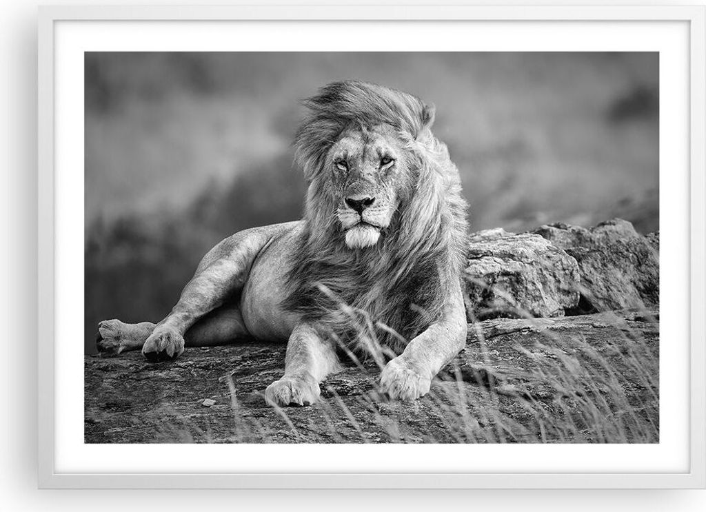 Gerahmtes Poster - Weißer Rahmen - Löwe Tier Natur - 70x50 cm - Wand Bild - Wanddeko - Wandbilder - Kunstposter - Wandposter - Bilderrahmen - Bil...