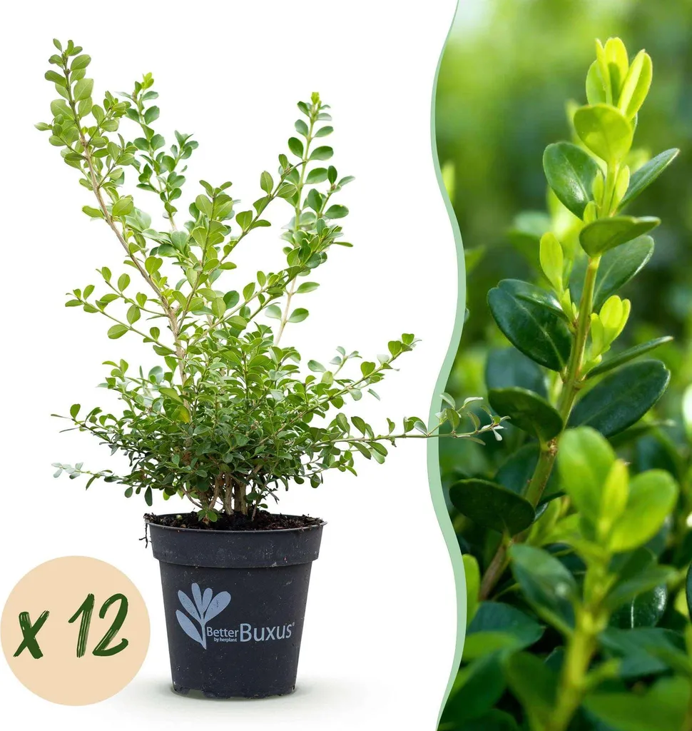 BetterBuxus Babylon Beauty : 12 Plantes Haie 2m Résistantes au Calibre 13cm