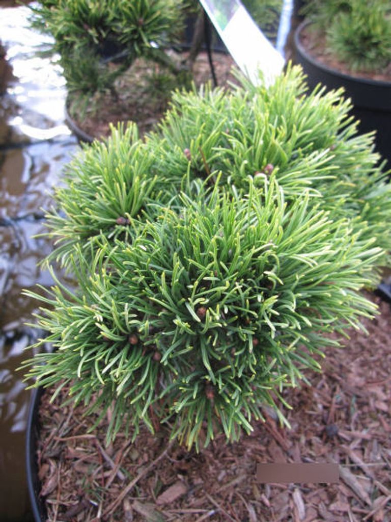 Pinus mugo Milky Way - Zwergkiefer Milky Way - 20-25cm