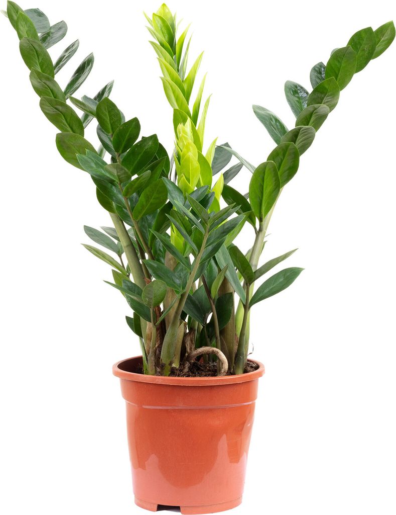 Piuma fortunata (Zamioculcas) - Perfetta per l'ufficio, la Immagine del prodotto 