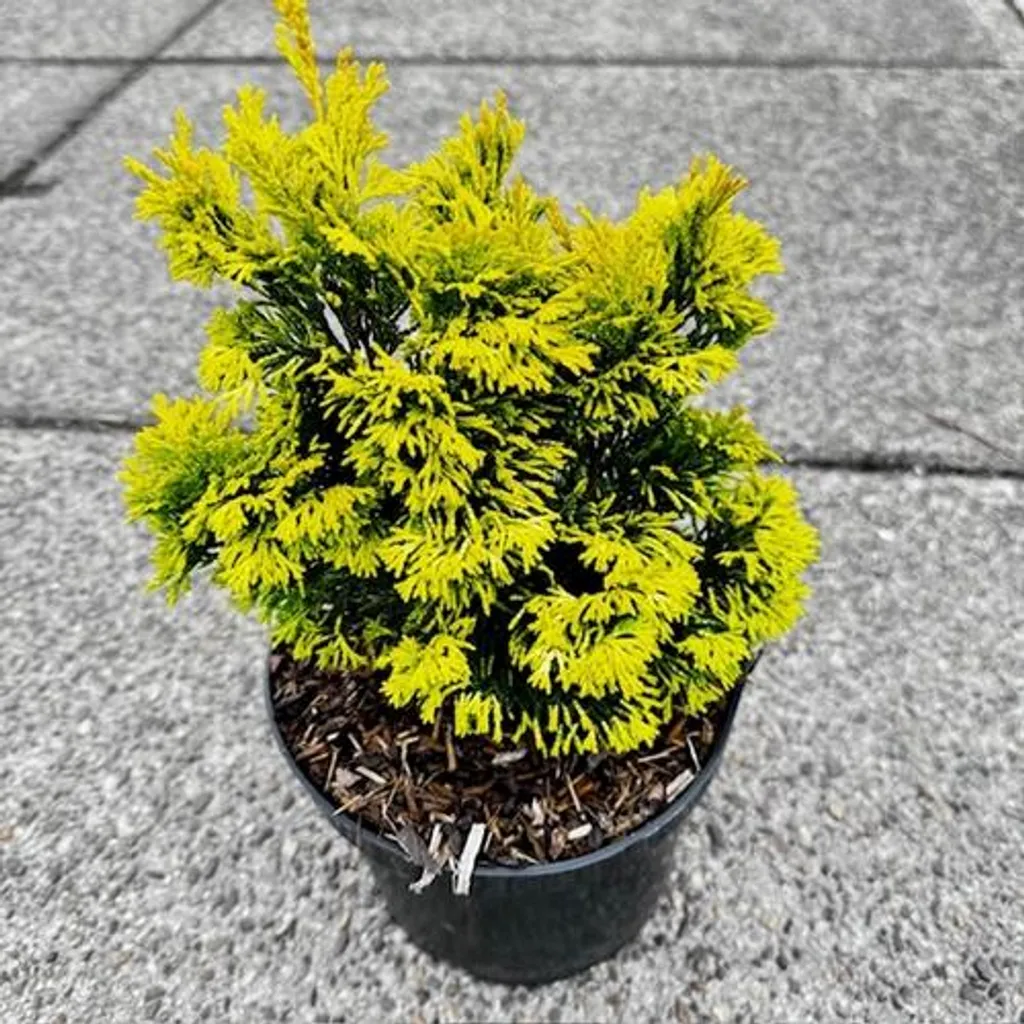 Petit Jardin Lumineux avec le Cyprès Doré Hinoki Gold Post 25-30 cm