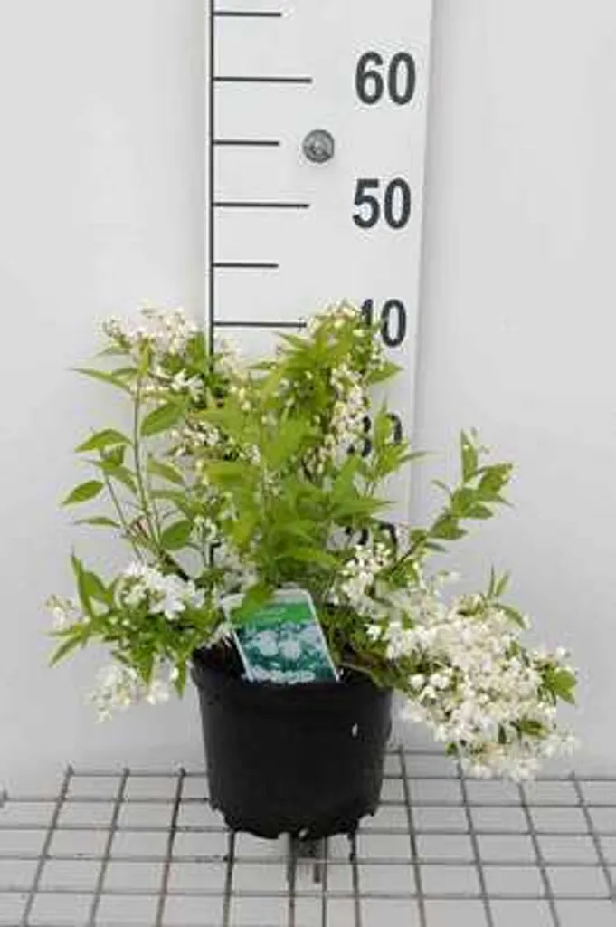 Deutzia gracilis pour Haie Basse et Balcon - Arbuste Fleuri 30-40 cm