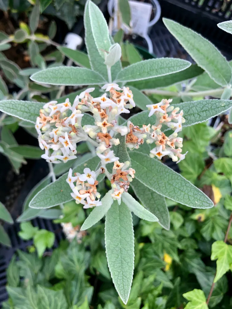 Buddleja Silver Anniversary : l'arbuste résistant au manque d'eau