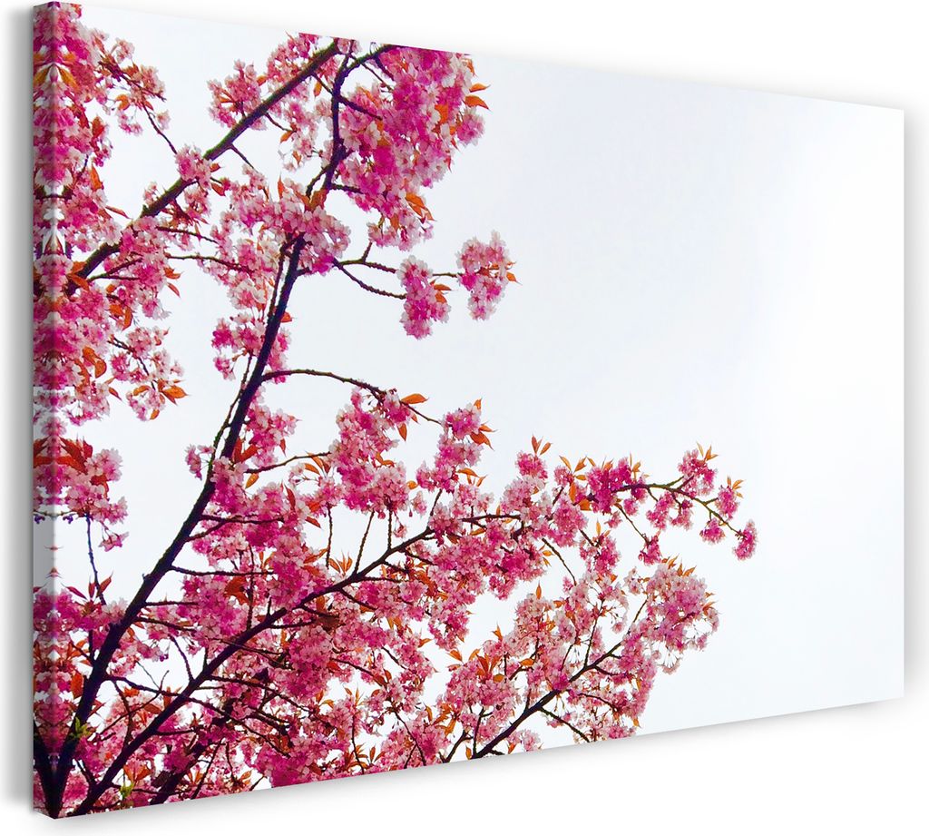 Leinwandbild (60x40cm): Blumenbilder Ausschnitt Kirchblütenbaum vor hell-blauem Hintergrund, echter Holz-Keilrahmen inkl. Aufhänger, handgefertig...