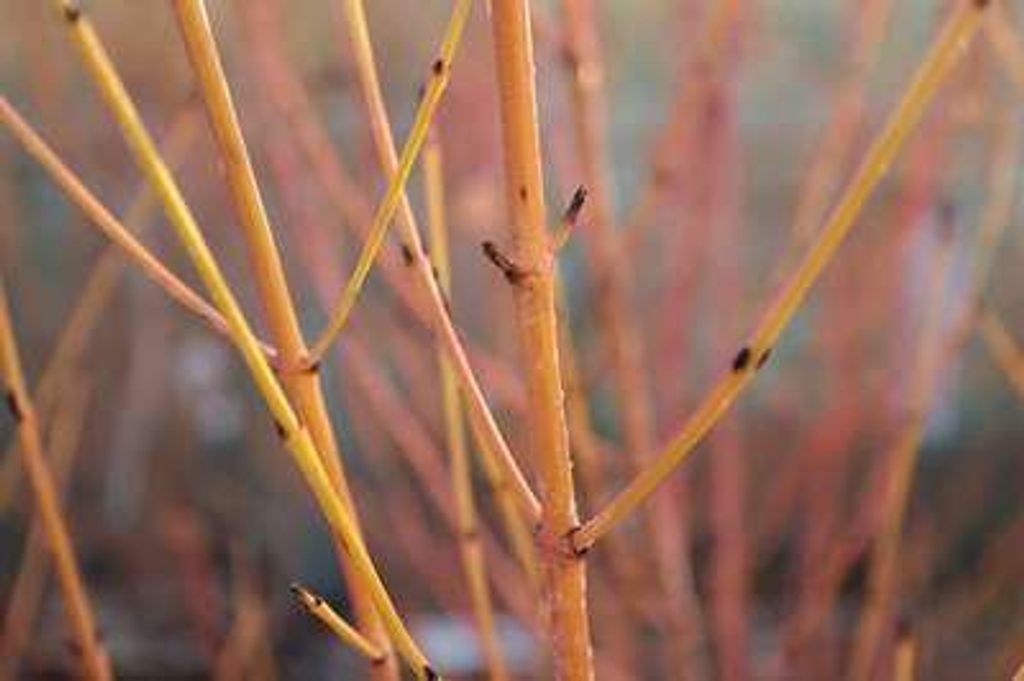 10 x Cornus sang. 'Midwinter Fire' - Hartriegel 25-40 cm | Wurzelnackt
