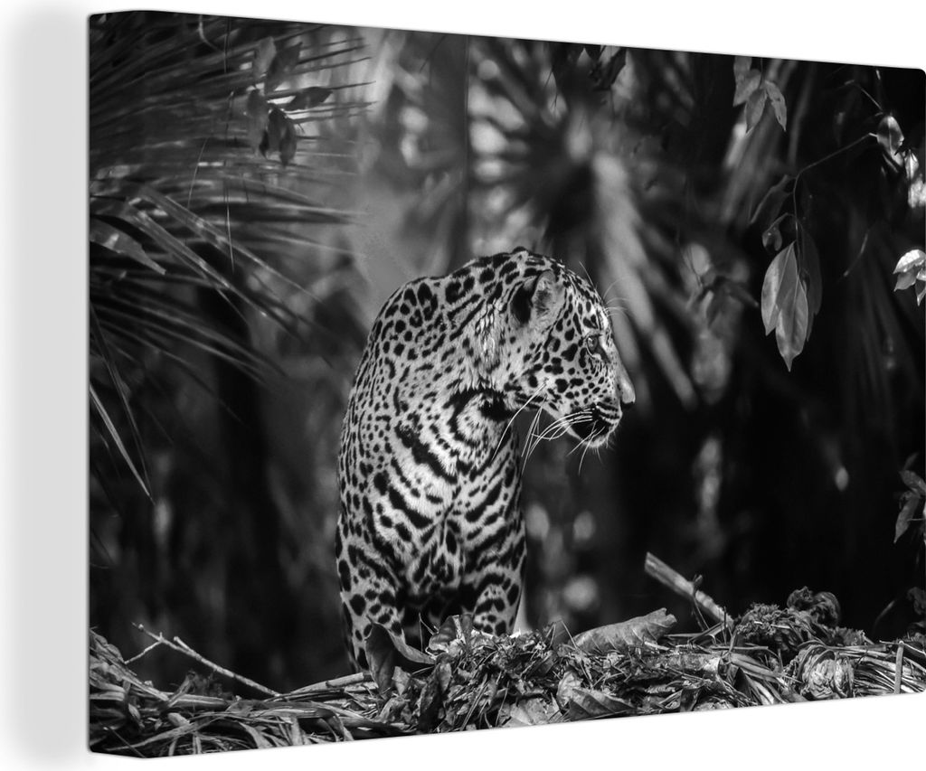 OneMillionCanvasses - Leinwandbilder - 140x90 cm, Ein junger Jaguar im Vordergrund im Regenwald von Belize - schwarz und weiß, Wandbilder Kunstd...