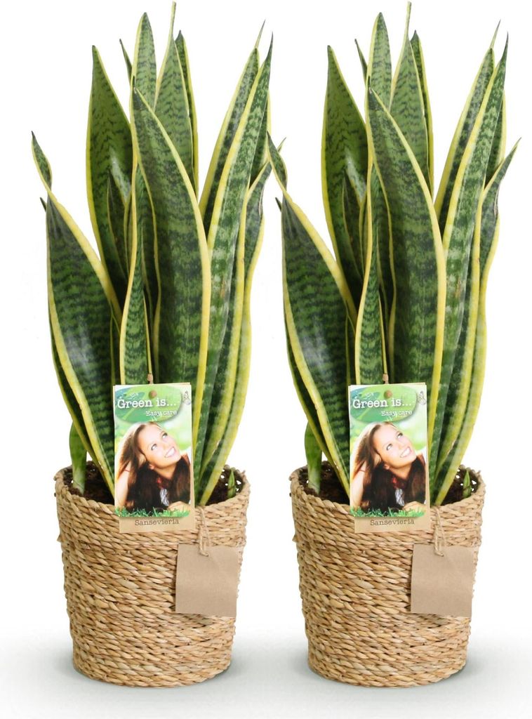 Sansevieria Laurentii – Zwei pflegeleichte Schwiegermutterzungen im dekorativen Korb – 17cm – Höhe 60-70cm – Grün-Gelbe Zimmerpflanzen f...