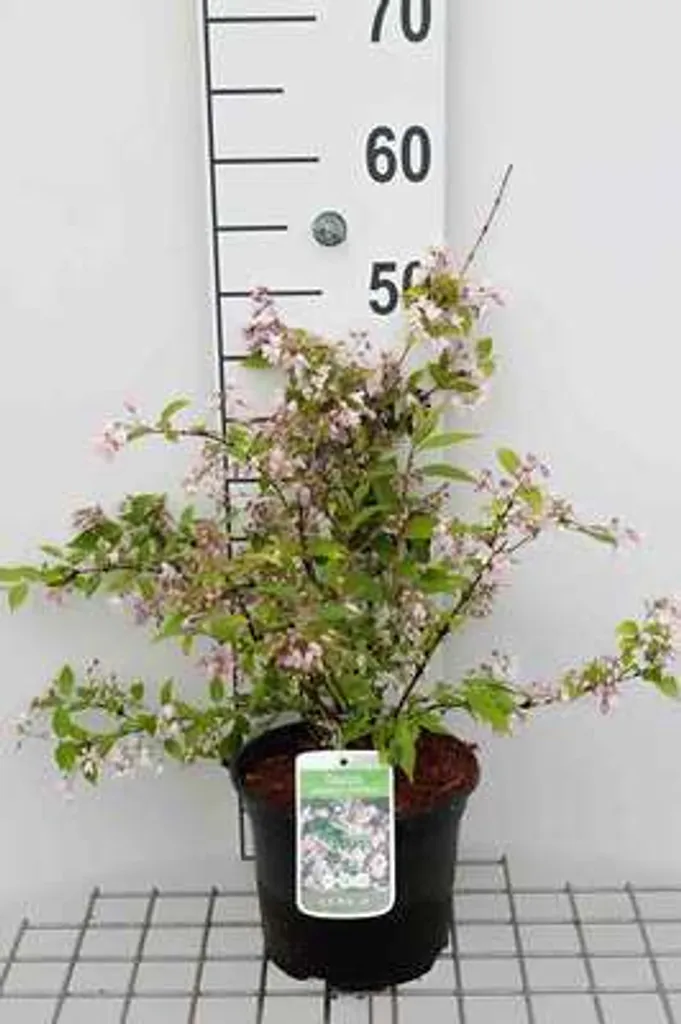 Deutzia Kalmiiflora pour Aménager un Massif Fleuri au Printemps 40-60cm