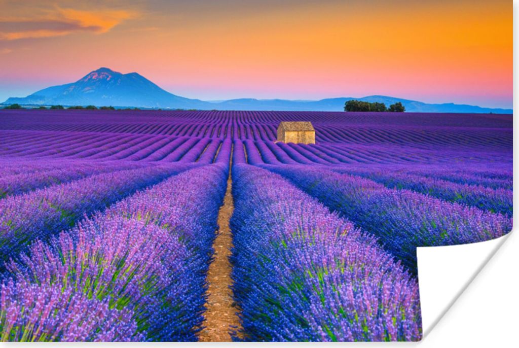 MuchoWow Poster Lavendel - Lila - Blumen 30x20 cm - Plakate - Print