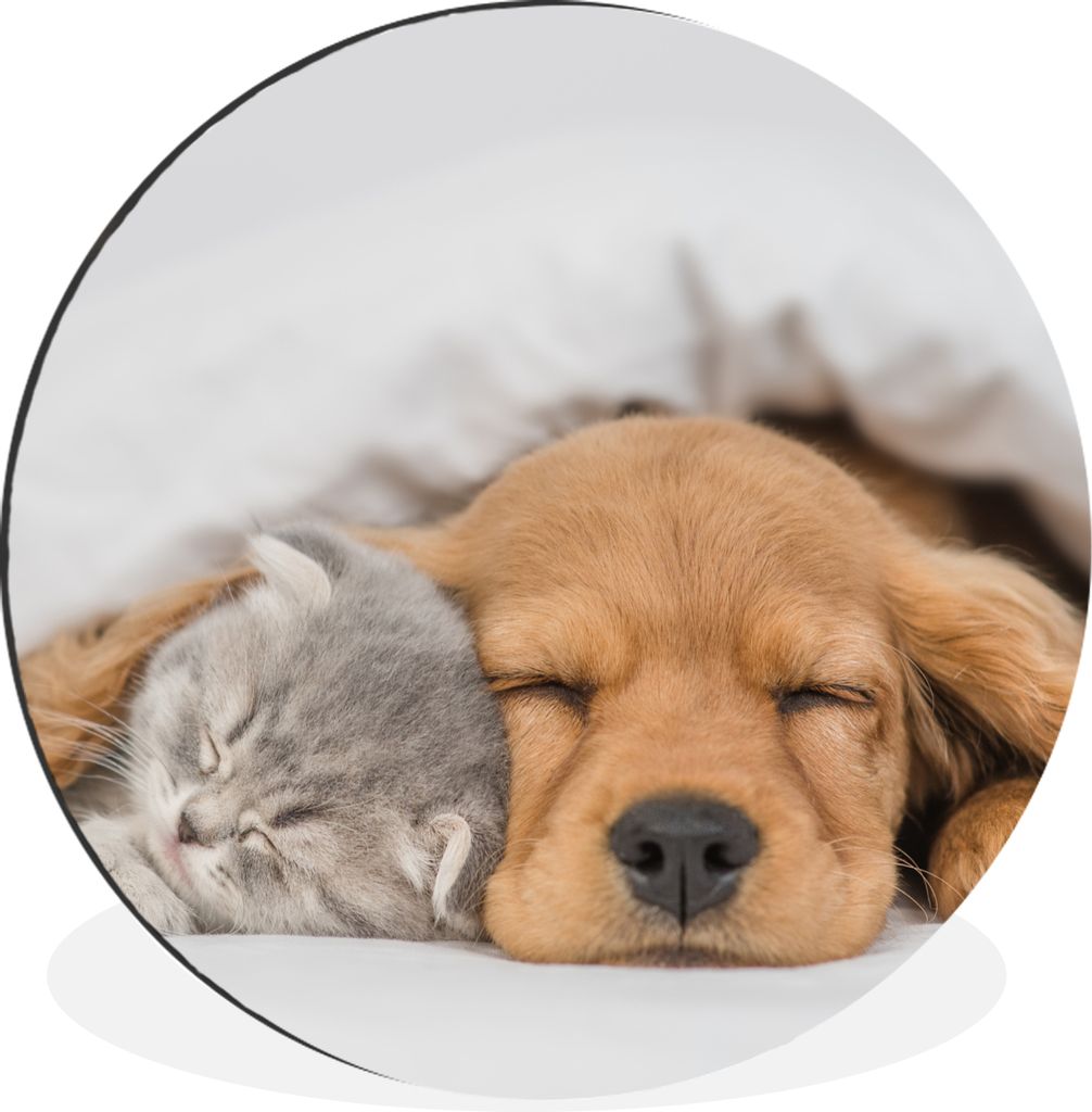 MuchoWow Aluminium Wandkreis Haustiere - Hund - Katze - Decke Ø 30 cm Wanddeko Modern Wohnzimmer - Wand Bild - Wohnzimmer - Runde Bilder - Alubi...