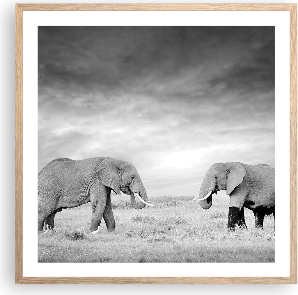 Gerahmtes Poster - Rahmen in heller Eiche - Elefanten Schwarzweiß Safari - 60x60 cm - Wand Bild - Wanddeko - Wandbilder - Wandposter - Bilderrahme...
