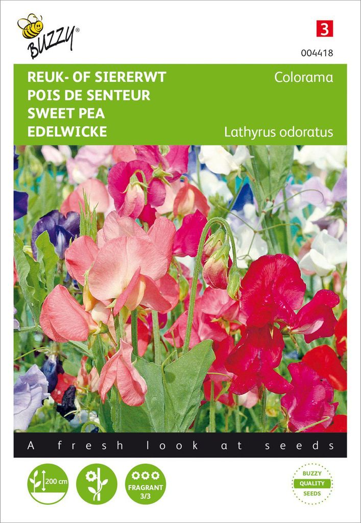 Edelwicke Colorama Mischung | Wickensamen von Buzzy Seeds