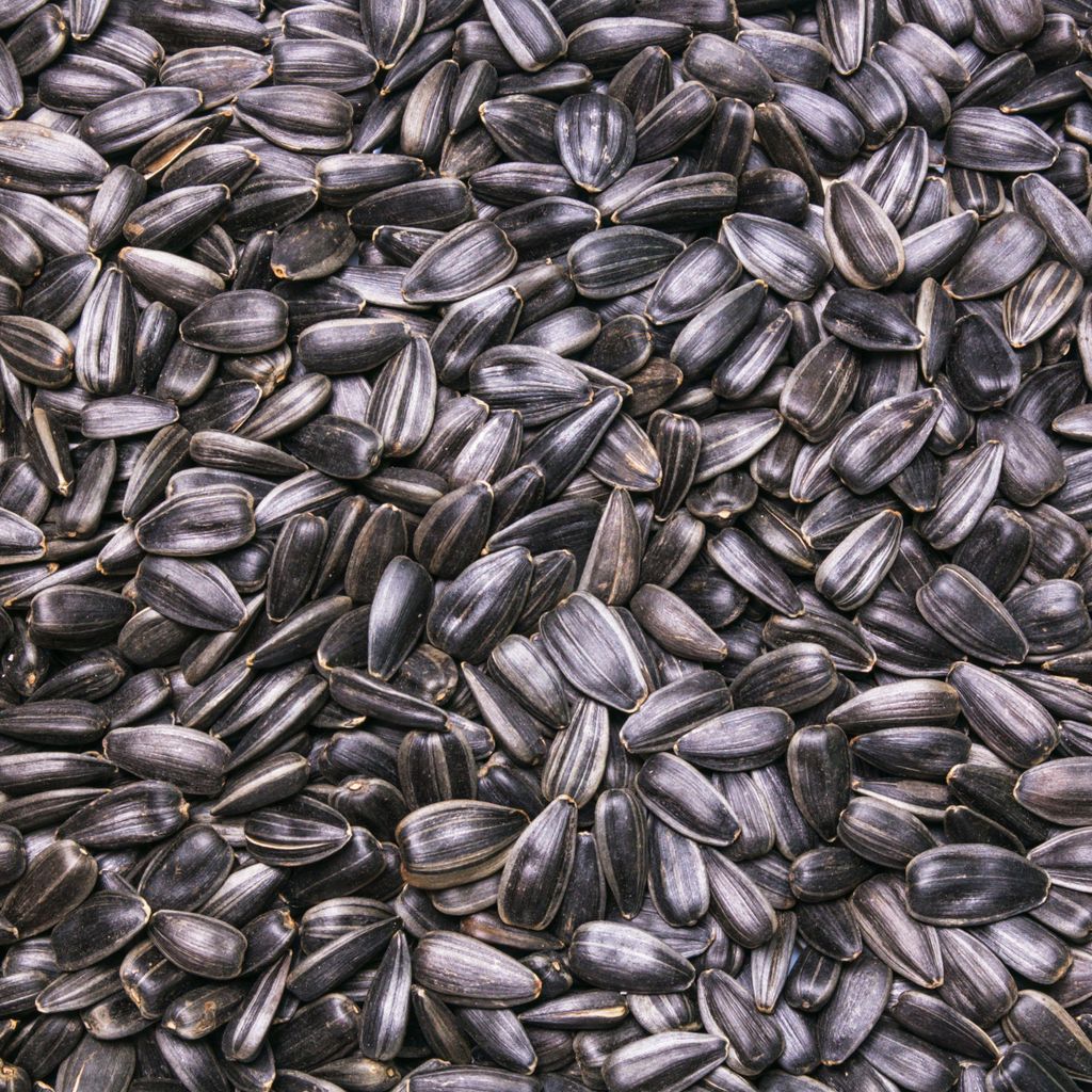 Schwarze Sonnenblumenkerne 30 kg Wildvogelfutter, Ganzjahresvogelfutter, ideal für Vögel im Freien, Vogelfutter für das ganze Jahr, Streufutter