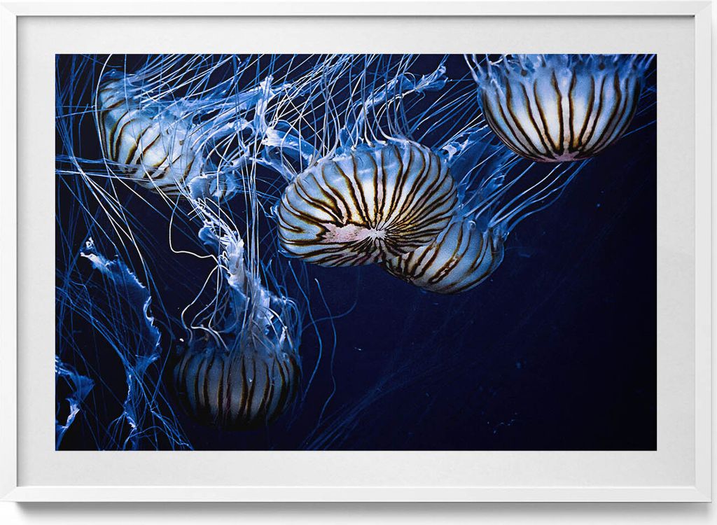 Blaue Quallen im Wasser– Wandbild mit Rahmen – Gerahmtes Bild – Wanddekoration – 100x70 cm – Weiß Rahmen