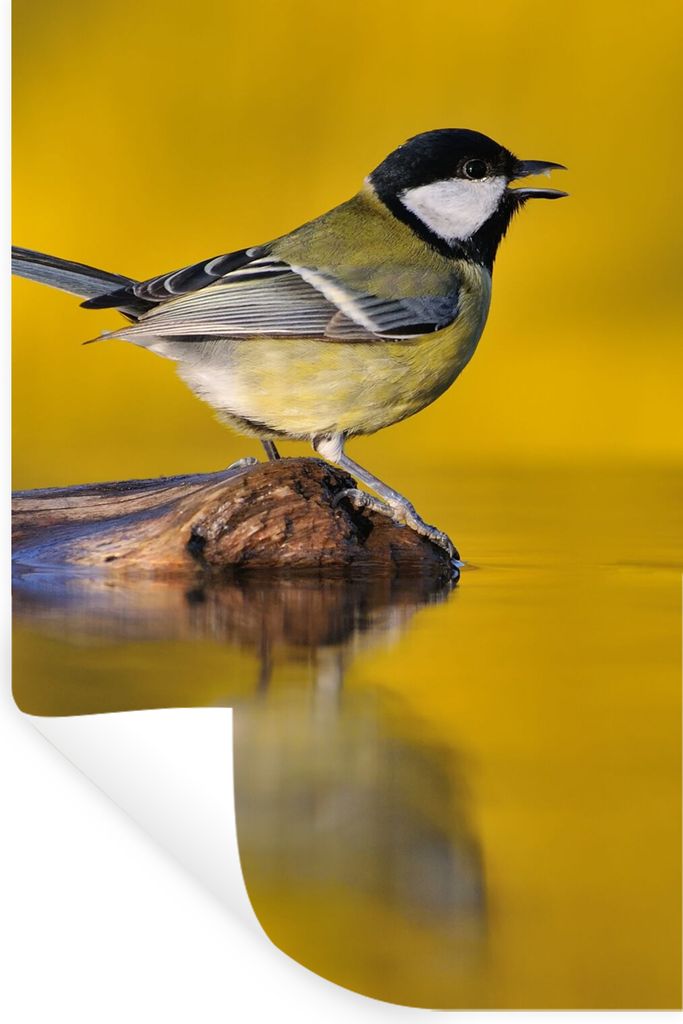 MuchoWow Wandtattoo Wandsticker Wandaufkleber Kohlmeise - Vogel - Wasser 40x60 cm Selbstklebend und Repositionierbar - Wierderverwendbar - Selbst...