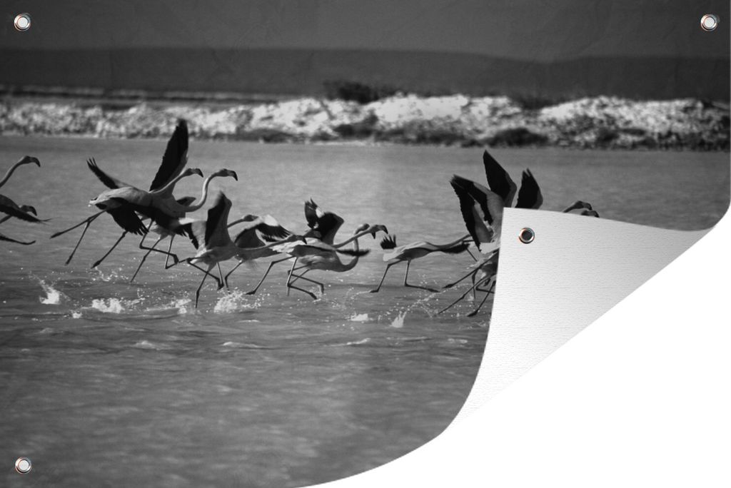 MuchoWow 60x40 cm Outdoor-Poster Gartendeko Sichtschutz Garten Poster für den Garten Aus dem Wasser fliegende Flamingos auf Bonaire in Schwarz-...