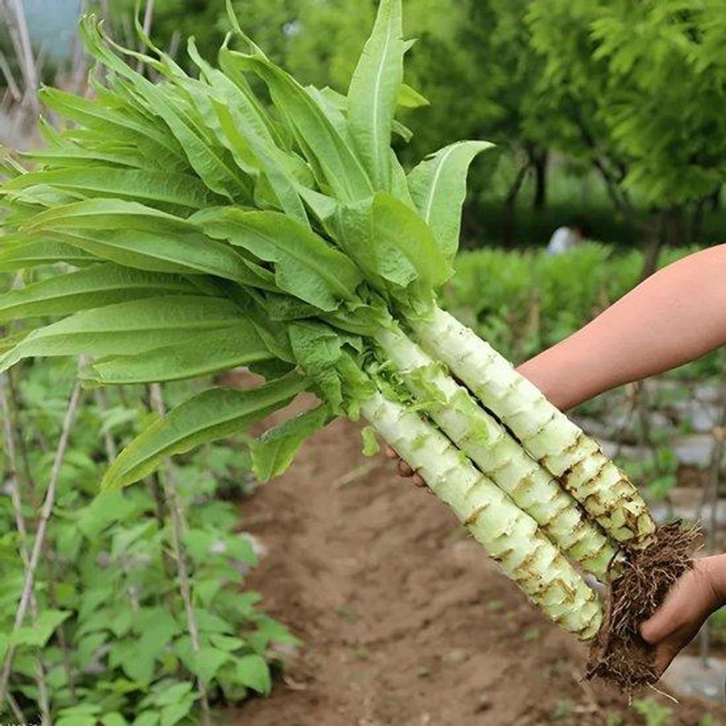Nasiona chińskiej kapusty liściastej – odmiany tradycyjne, Zdjęcie produktu 