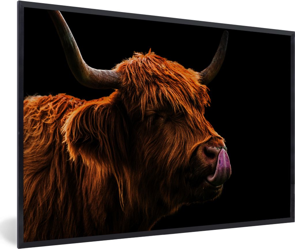 MuchoWow Gerahmtes Poster Schottischer Highlander - Zunge - Nase 60x40 cm - Poster mit Schwarzem Bilderrahmen Wandposter Rahmen Foto Bilder - Pri...