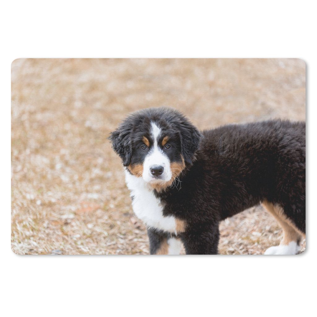 MuchoWow® Schreibtischunterlage Berner Sennenhund Welpe am Produktbild 
