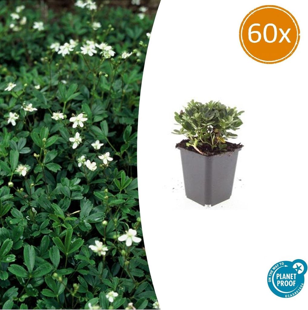 Bodendecker - Teppich-Fingerkraut - Potentilla tridentata 'Nuuk' - 9cm Topf - Set mit 60 Pflanzen